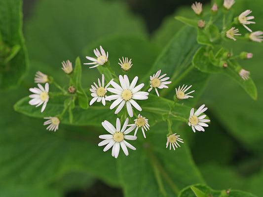PERICALLIS APPENDICULATA
