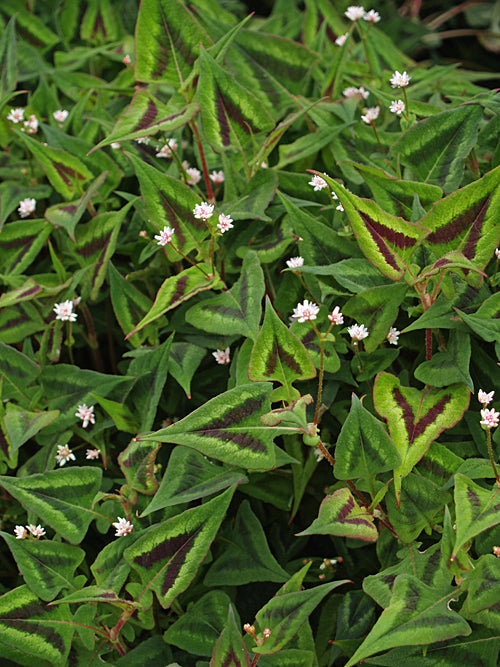 PERSICARIA MICROCEPHALA