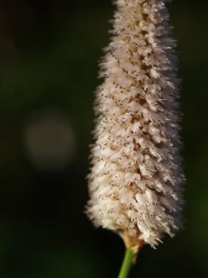 PERSICARIA AMPLEXICAULIS 'ALBA'