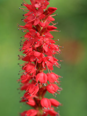 PERSICARIA AMPLEXICAULIS 'FIREDANCE'