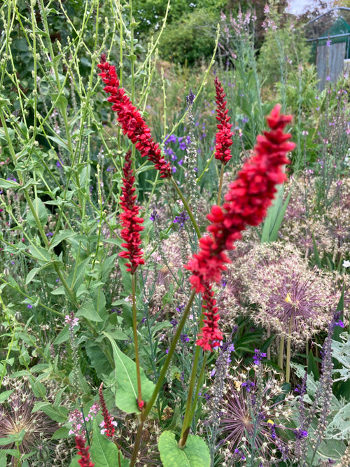 PERSICARIA AMPLEXICAULIS 'FIRETAIL'