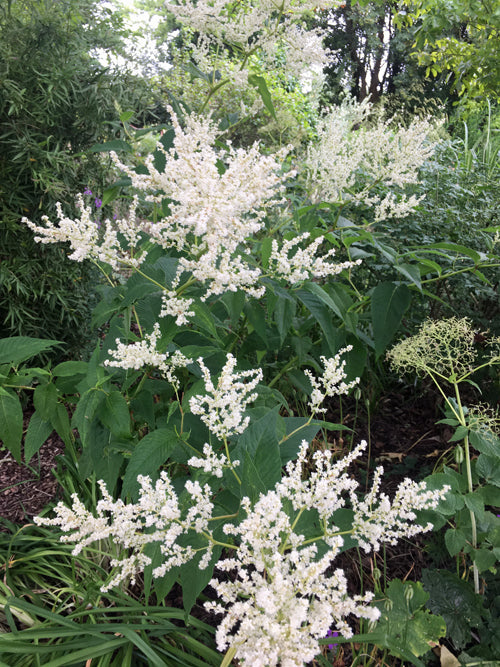 PERSICARIA ALPINA 'JOHANNISWOLKE'
