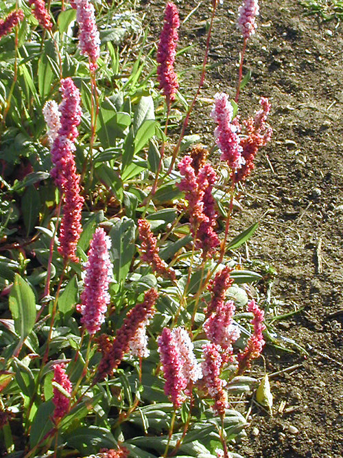 PERSICARIA AFFINIS 'SUPERBA'