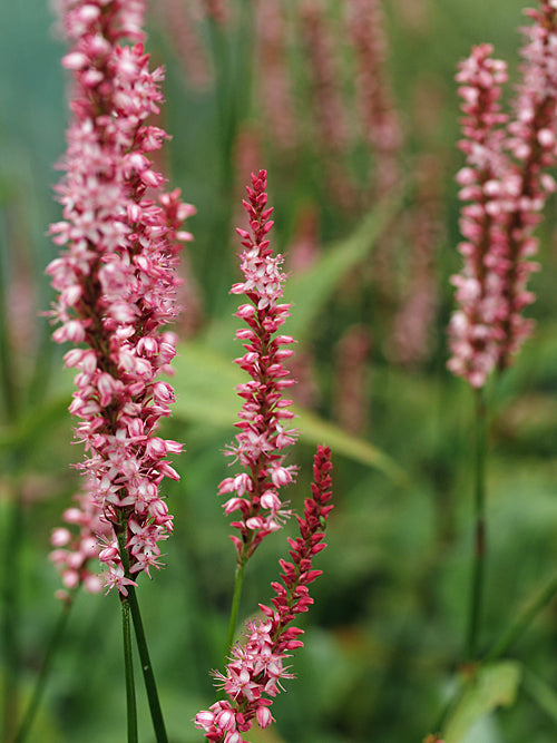 PERSICARIA AMPLEXICAULIS 'BLUSH CLENT'