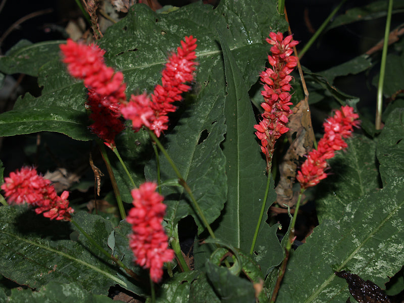 PERSICARIA AMPLEXICAULIS 'SPOTTED EASTFIELD'