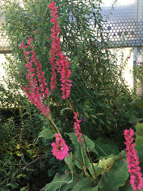 PERSICARIA AMPLEXICAULIS seedling from 'FASCINATION'