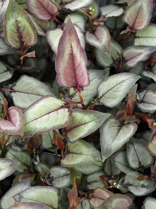 PERSICARIA MICROCEPHALA 'SILVER DRAGON'