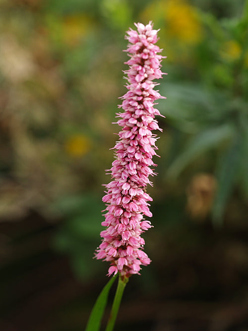 PERSICARIA MACROPHYLLA 'ELLIE'S PINK'
