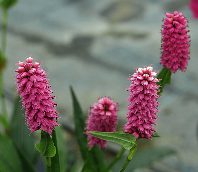 PERSICARIA MACROPHYLLA