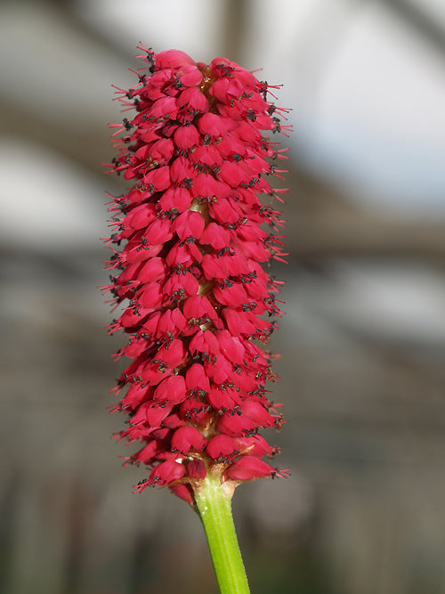 PERSICARIA MILLETTII from Bressingham