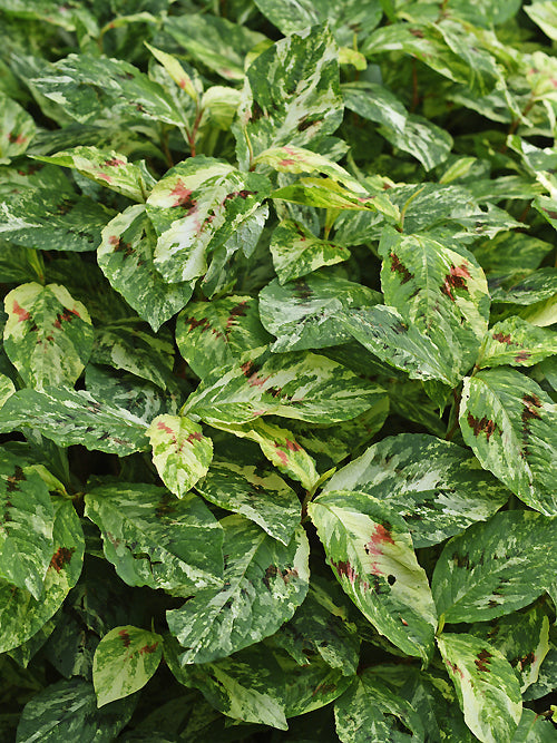 PERSICARIA VIRGINIANA var.FILIFORMIS 'PAINTER'S PALETTE'
