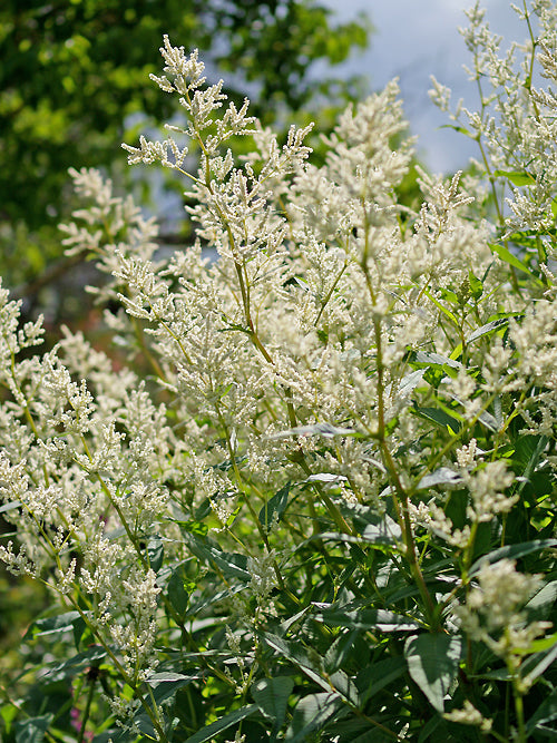 PERSICARIA x FENNICA