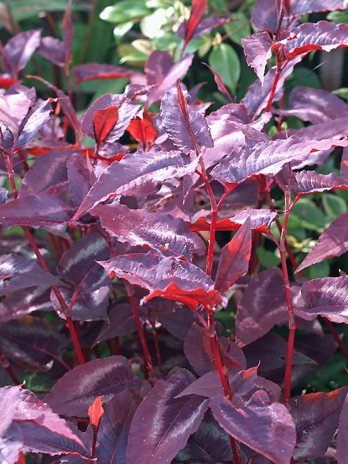 PERSICARIA MICROCEPHALA 'RED DRAGON'