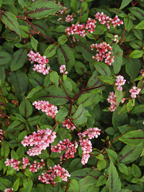 PERSICARIA CAMPANULATA 'ROSENROT'