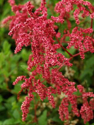 POLYGONUM TORTUOSUM