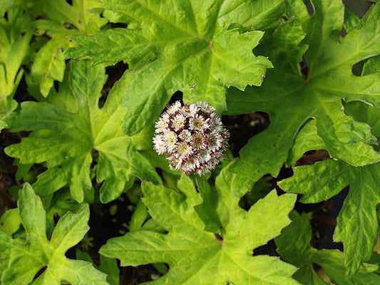 PETASITES FRIGIDUS var.PALMATUS 'GOLDEN PALMS'