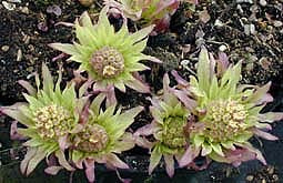 PETASITES JAPONICUS var.GIGANTEUS f.PURPUREUS