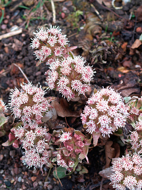 PETASITES PARADOXUS