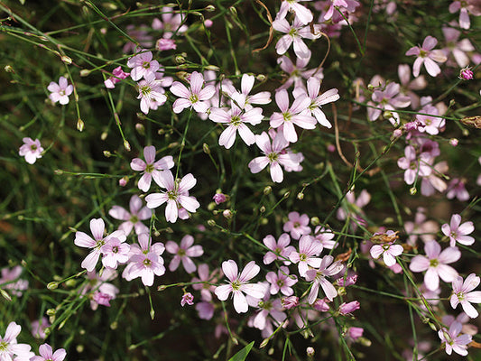 PETRORHAGIA SAXIFRAGA