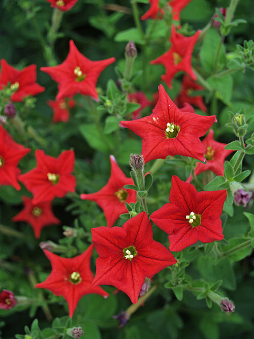 PETUNIA EXSERTA