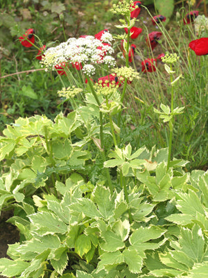PEUCEDANUM OSTRUTHIUM 'DAPHNIS'