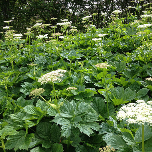 PEUCEDANUM OSTRUTHIUM