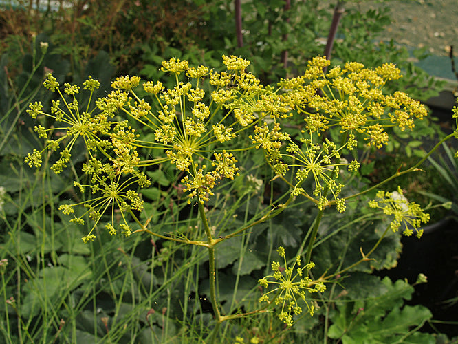 PEUCEDANUM LONGIFOLIUM