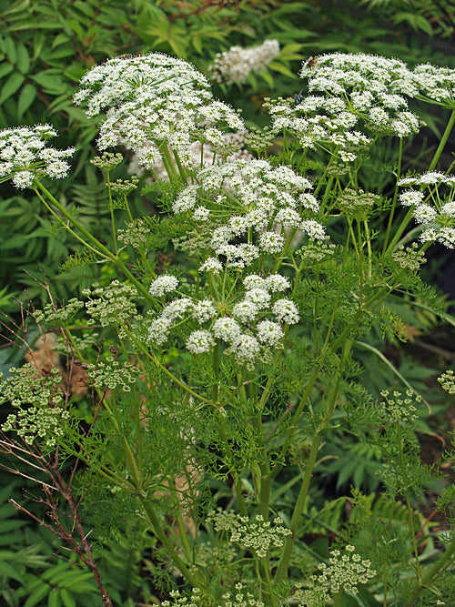 PEUCEDANUM RABLENSE