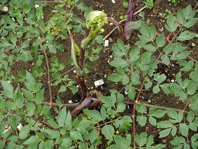 PEUCEDANUM VERTICILLARE