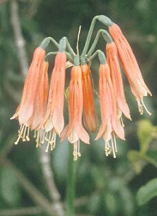 PHAEDRANASSA TUNGURAGUAE