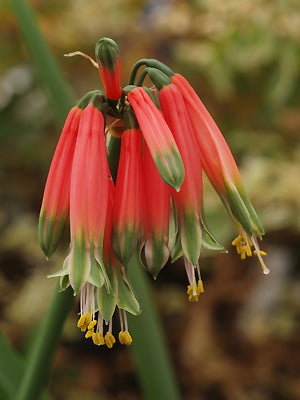 PHAEDRANASSA DUBIA