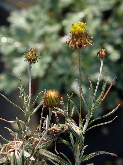 PHAGNALON PURPURASCENS
