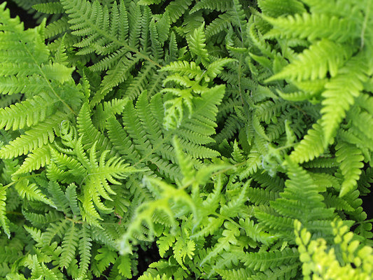 PHEGOPTERIS CONNECTILIS