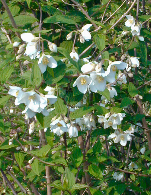 PHILADELPHUS SP. ACE1907