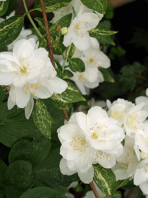 PHILADELPHUS 'INNOCENCE'