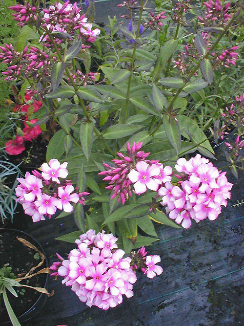 PHLOX PANICULATA 'MISS ELIE'