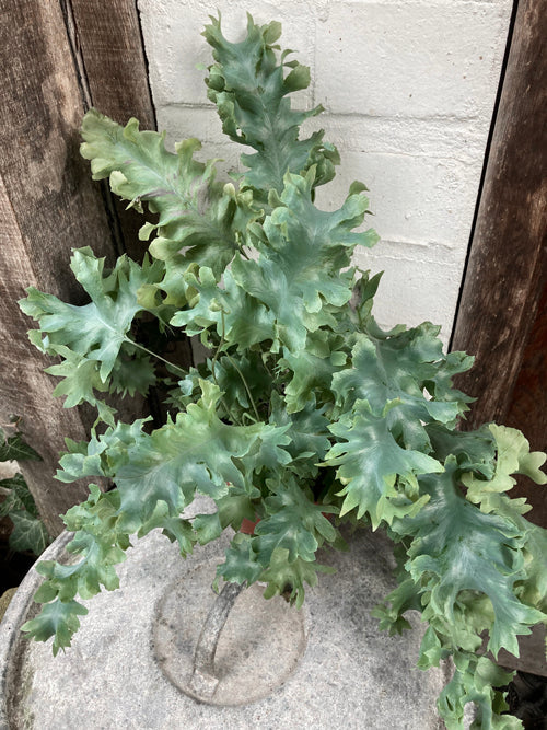 PHLEBODIUM AUREUM 'DAVANA'