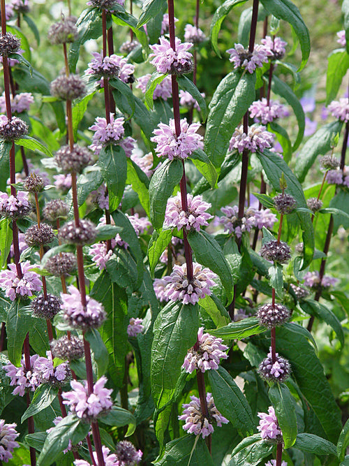 PHLOMOIDES TUBEROSA 'AMAZONE'