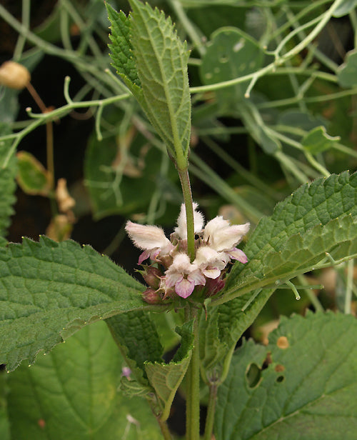 PHLOMIS BREVIFLORA HWJCM 250
