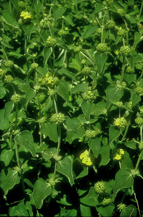 PHLOMIS 'EDWARD BOWLES'