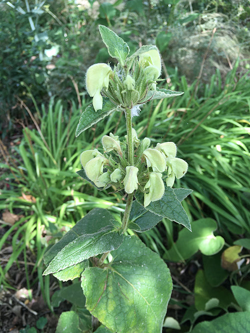 PHLOMIS SAMIA 'GREEN GLORY'