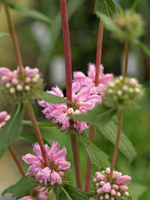 PHLOMOIDES TUBEROSA