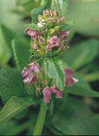 PHLOMOIDES ATROPURPUREA CLD 49