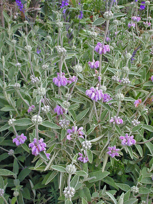 PHLOMIS ITALICA