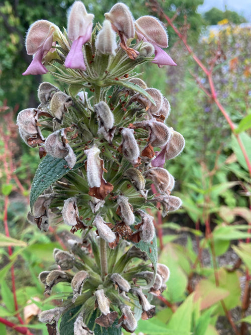 PHLOMIS SAMIA