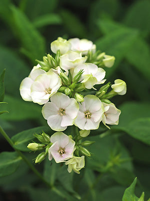 PHLOX PANICULATA 'JADE'