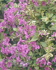 PHLOX STOLONIFERA variegated