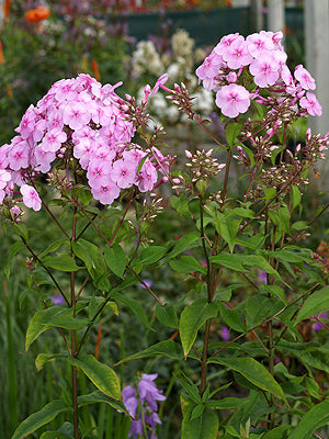 PHLOX PANICULATA 'SPEED LIMIT 45'