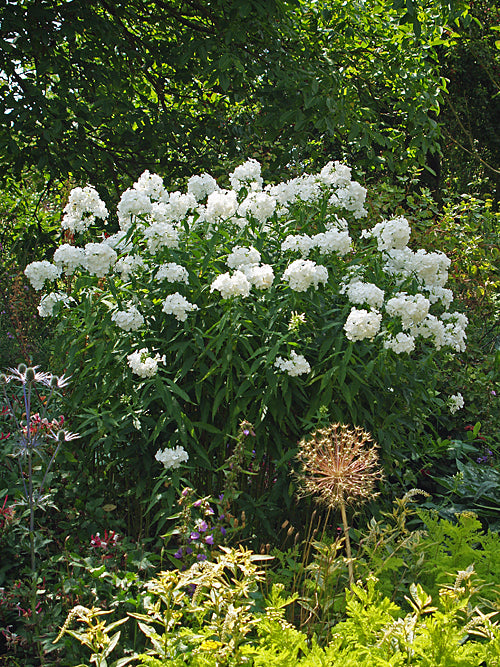 PHLOX PANICULATA 'ALBA GRANDIFLORA'