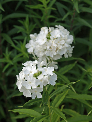 PHLOX PANICULATA var.ALBA